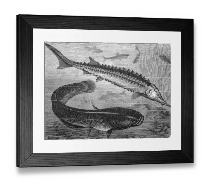 Framed Print : European sea sturgeon and Wels catfish