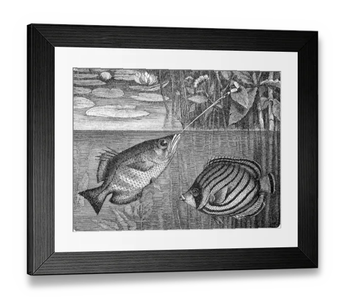 Framed Print : Banded archerfish and Scrawled Butterflyfish Framed Print : Banded archerfish and Scrawled Butterflyfish