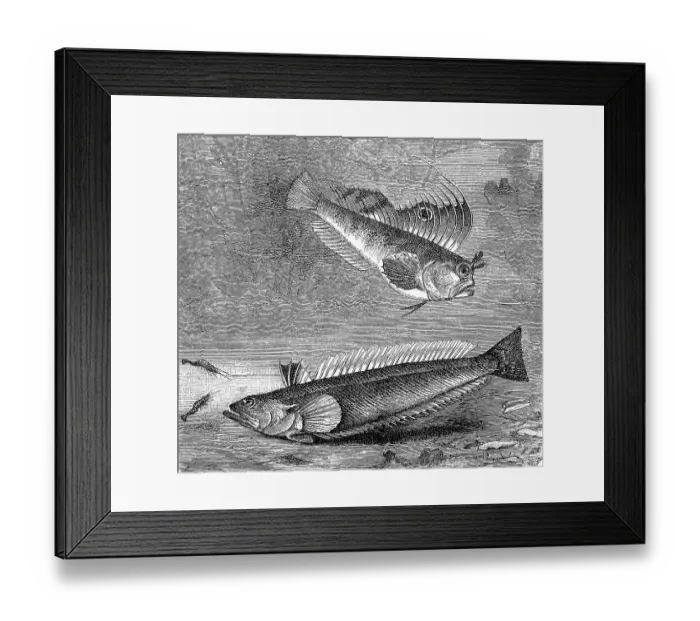 Framed Print : Butterfly blenny and Greater weever Framed Print : Butterfly blenny and Greater weever