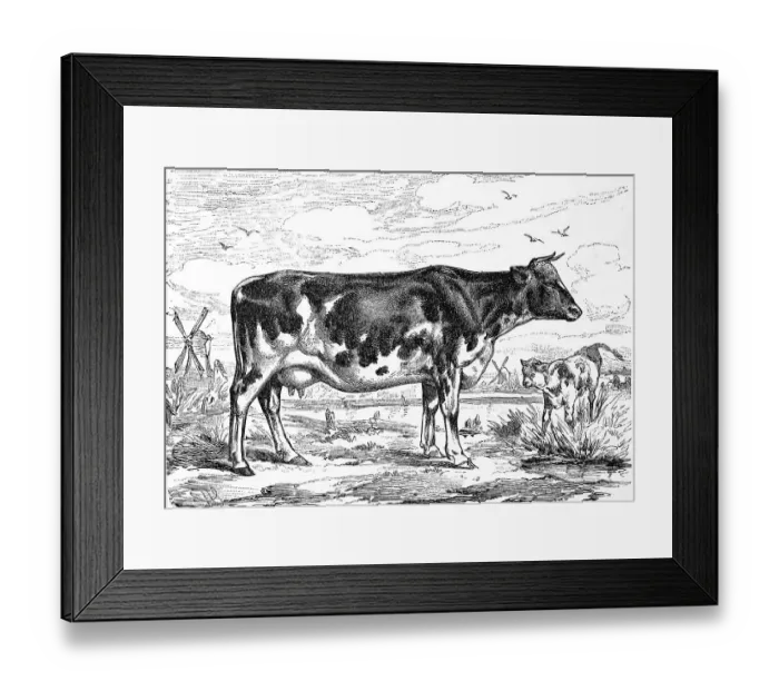 Framed Print : Cattle breed, a cow from the Netherlands Framed Print : Cattle breed, a cow from the Netherlands
