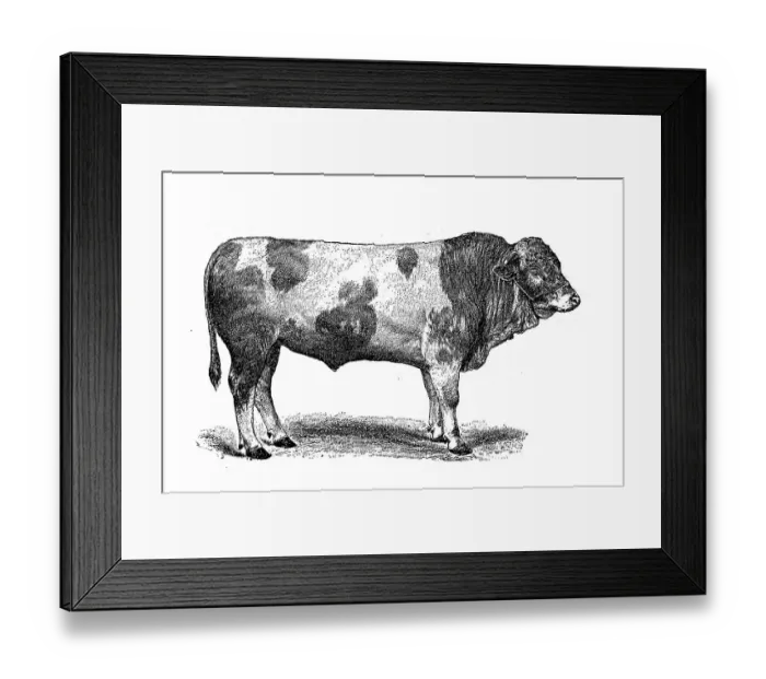 Framed Print : Swiss Simmental cattle breed, Simmentaler or Simmental cattle Framed Print : Swiss Simmental cattle breed, Simmentaler or Simmental cattle