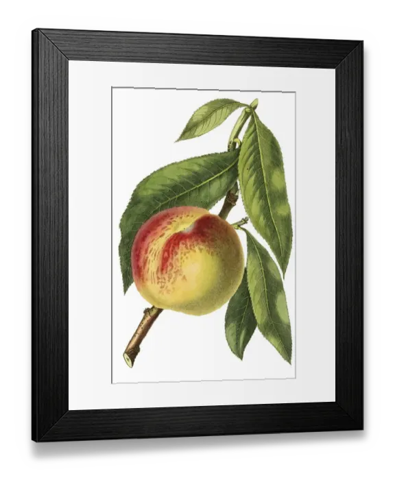 Framed Print : Peach of the Malta variety, digital reproduction of an original from the 19th century