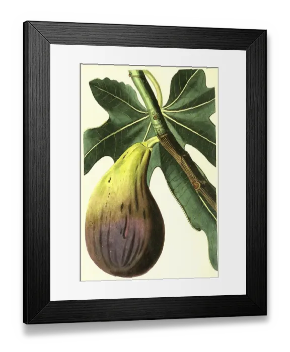 Framed Print : Common fig (Ficus carica) Brunswick