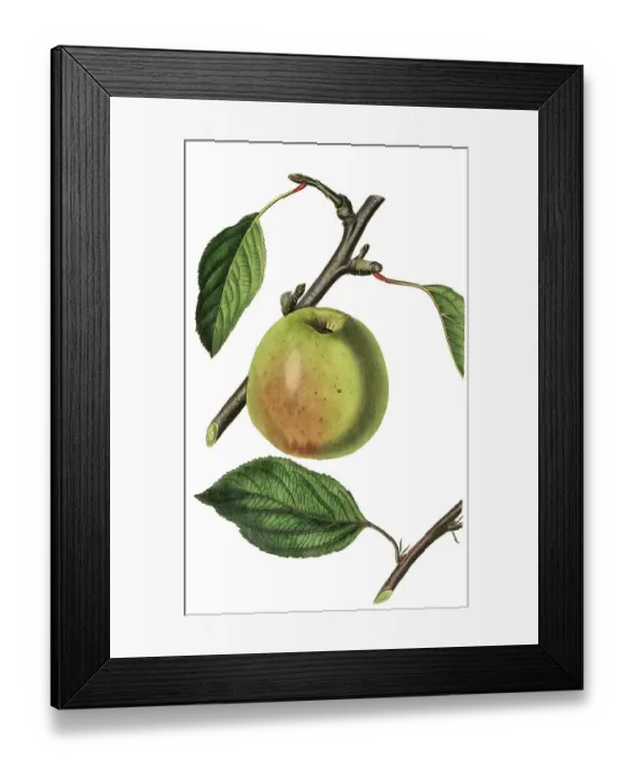 Framed Print : Apple, apple variety, the Beachamwell seedling apple