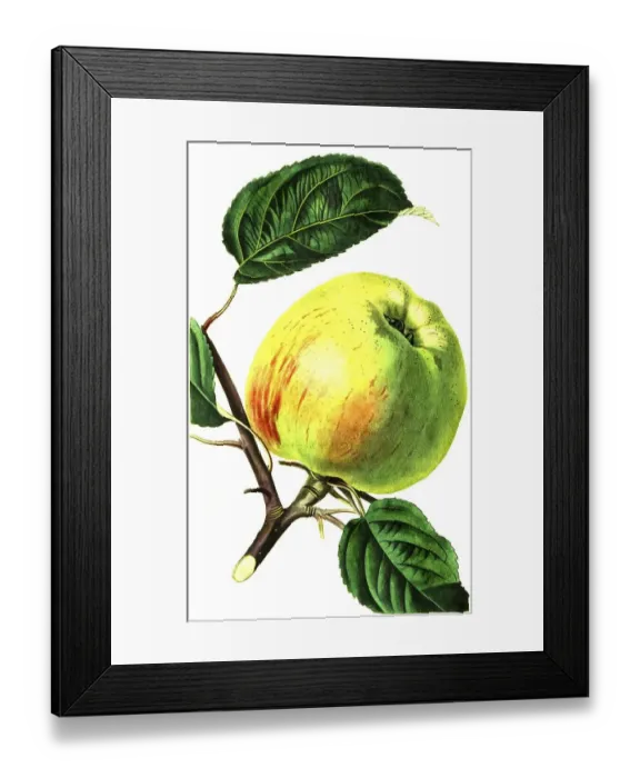 Framed Print : Gravensteiner apple, apple variety