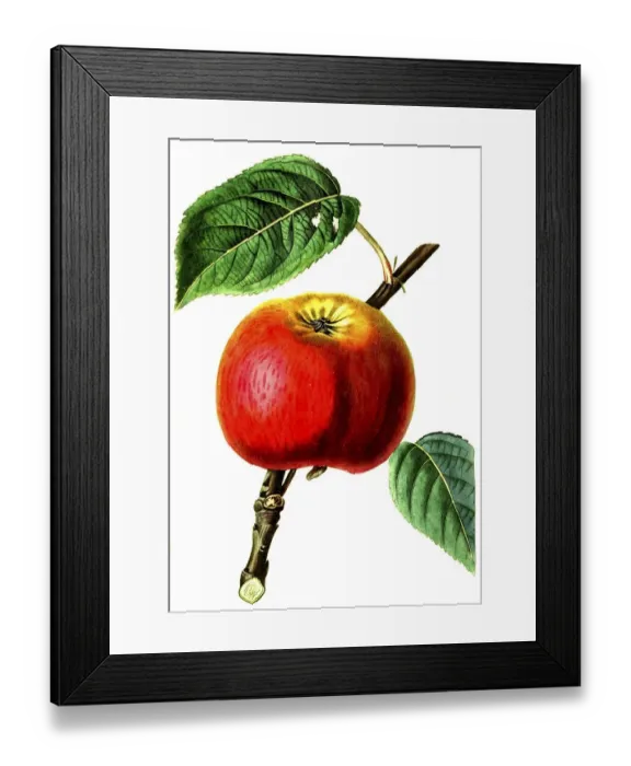 Framed Print : Apple, apple varieties, the cole apple Framed Print : Apple, apple varieties, the cole apple