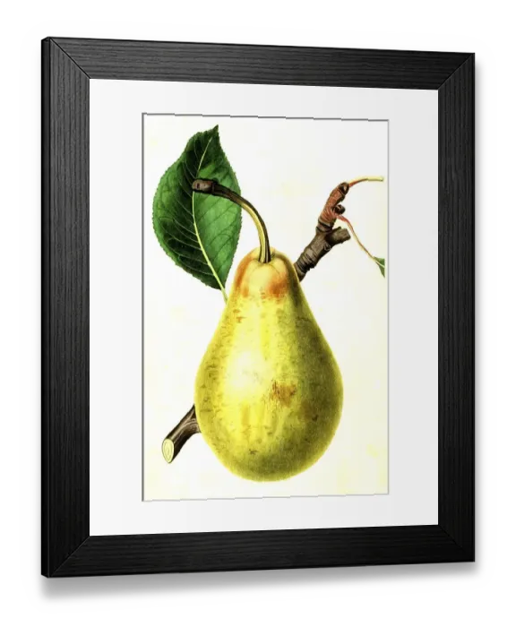 Framed Print : Pear, pear variety, the jargonelle pear