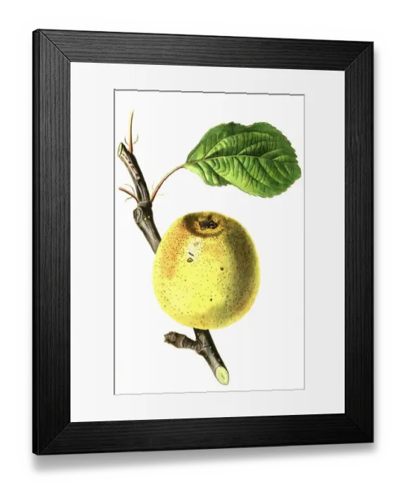 Framed Print : Apple, apple variety, Franklin's Golden Pippin Apple