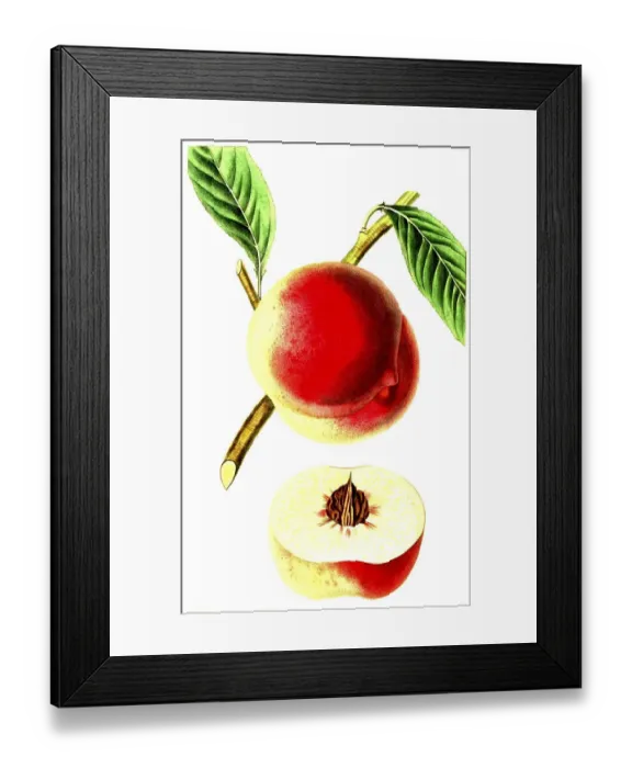 Framed Print : Peach, peach variety, The Barrington Peach