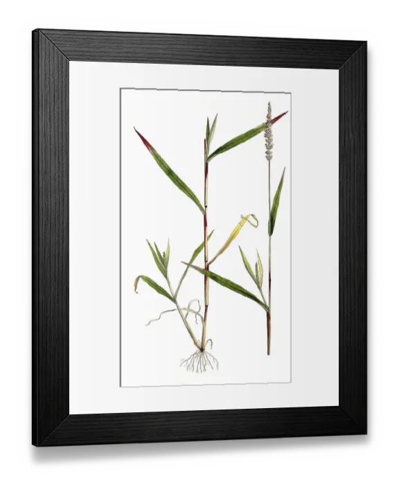 Framed Print : Panicum verticillatum, whorled bristle millet (Setaria) Framed Print : Panicum verticillatum, whorled bristle millet (Setaria)