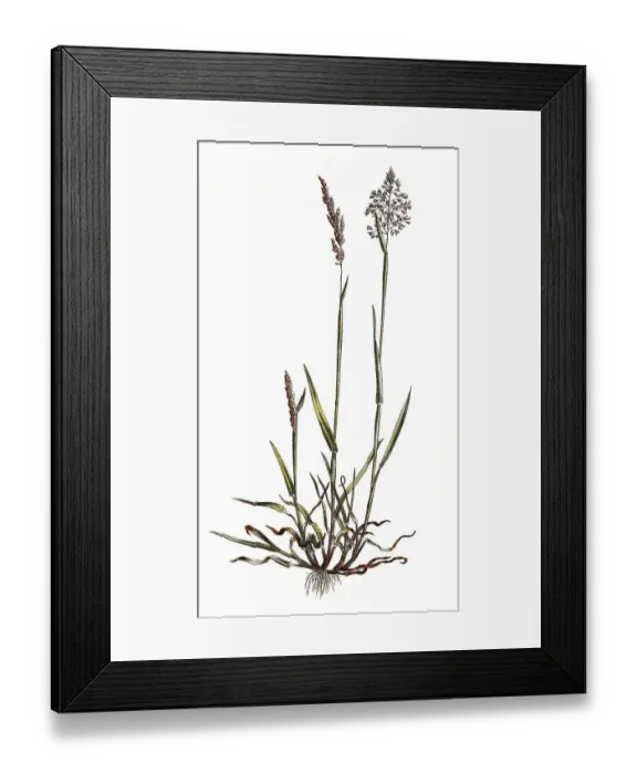 Framed Print : Woolly yorkshire fog (Holcus lanatus)