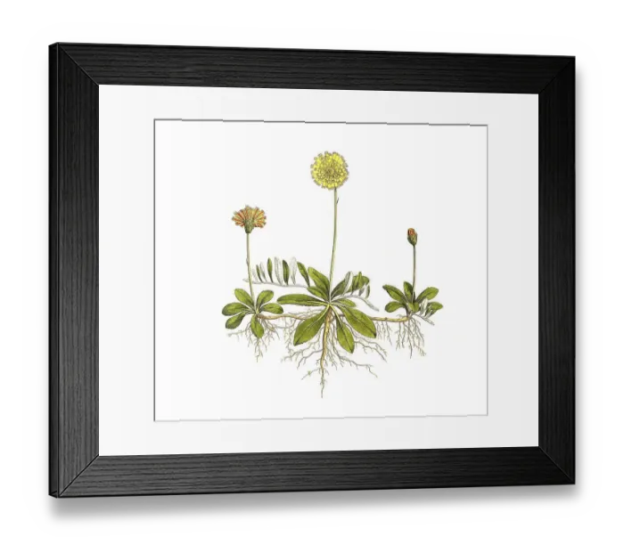 Framed Print : Lesser hawkweed, also mouse-ear hawkweed (Hieracium pilosella) or mouse-ear hawkweed