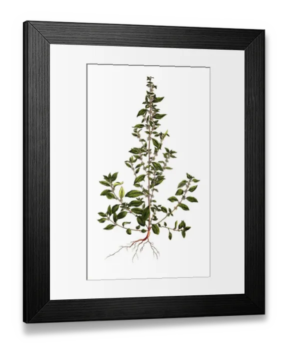 Framed Print : Upright glasswort, Parietaria officinali