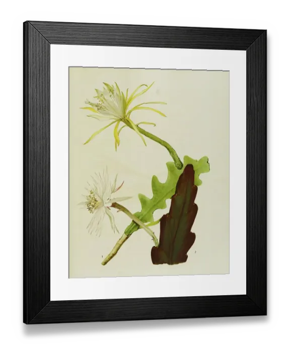 Framed Print : Orchid cactus (Epiphyllum) and succulents