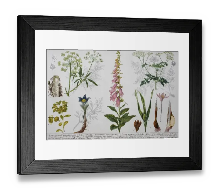 Framed Print : Historisches Bild verschiedener giftiger Pflanzen: Cicuta (Conium maculatum) (Digitalis)