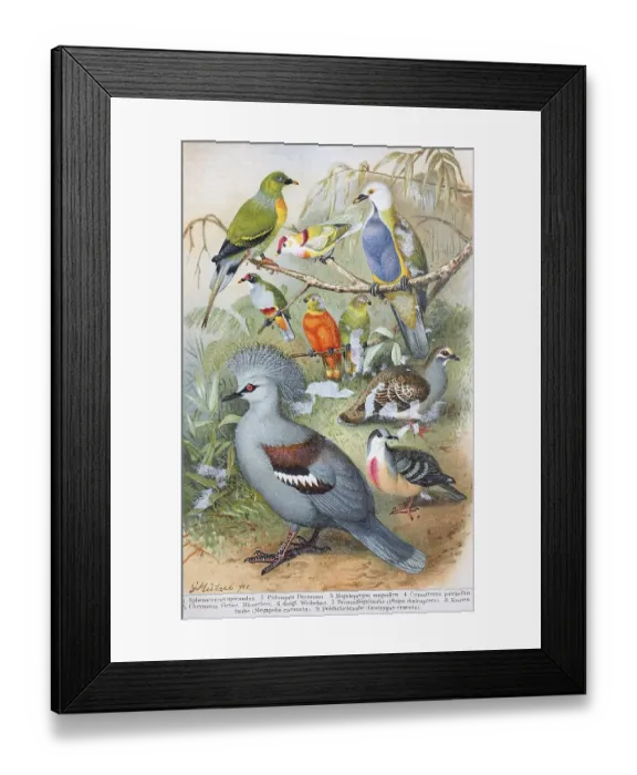 Framed Print : Historisches Bild verschiedener Tauben und Tauben: Sphenocercus apicaudus