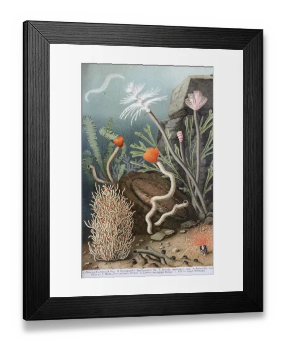 Framed Print : Historic image of various annelids