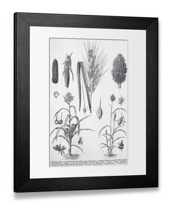 Framed Print : Historisches Bild verschiedener Poaceae oder (Gramineae) Framed Print : Historisches Bild verschiedener Poaceae oder (Gramineae)