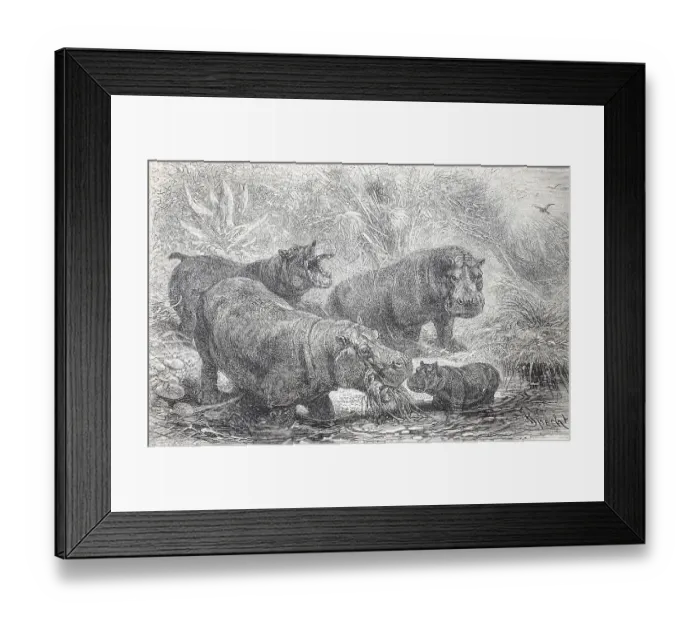 Framed Print : Historisches (Hippopotamus amphibius) Bild des Flusspferdes Framed Print : Historisches (Hippopotamus amphibius) Bild des Flusspferdes