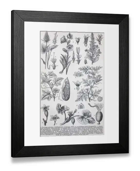 Framed Print : Historisches Bild von verschiedenen Arten
