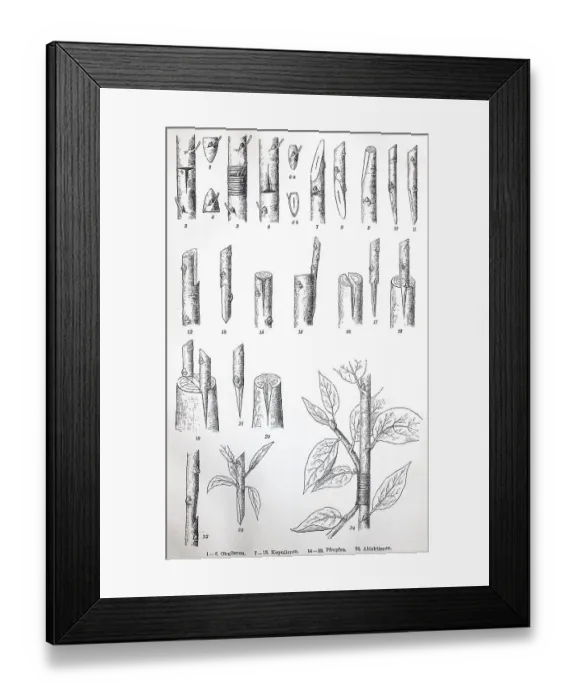 Framed Print : Historical illustrations of different types of grafting Framed Print : Historical illustrations of different types of grafting