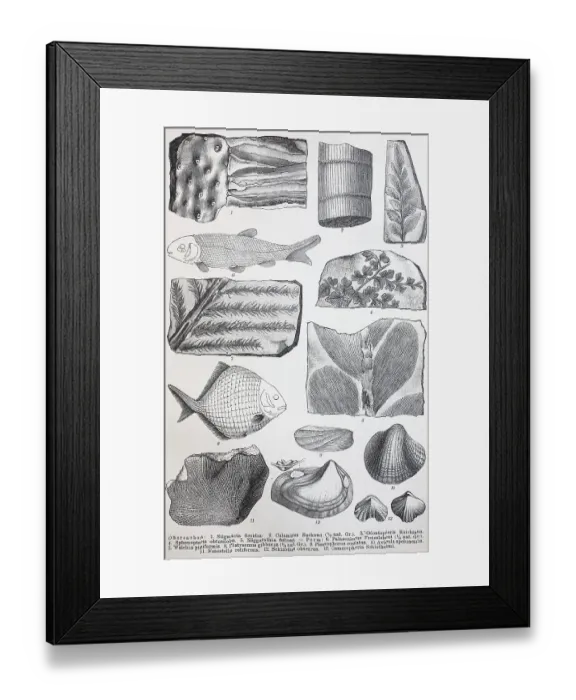 Framed Print : Historical images of various remains from the Palaeozoic Framed Print : Historical images of various remains from the Palaeozoic