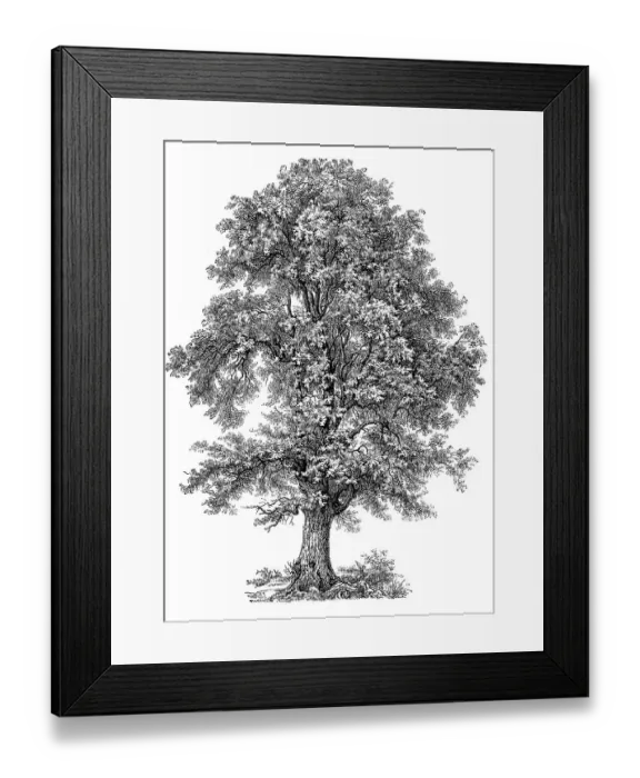Framed Print : Large-leaved lime, occasionally little-leaved lime (Tilia cordata) or large-leaved lime