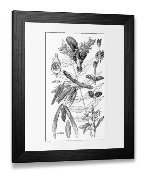 Framed Print : also known as Ash, European Ash or Common Ash (Fraxinus excelsior) Framed Print : also known as Ash, European Ash or Common Ash (Fraxinus excelsior)