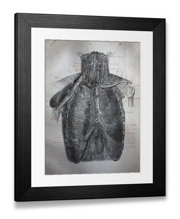 Framed Print : Human thorax or rib cage with the organs Framed Print : Human thorax or rib cage with the organs