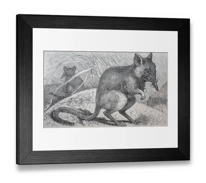 Framed Print : Rohrruessler, Macroscelides flavicaudatus