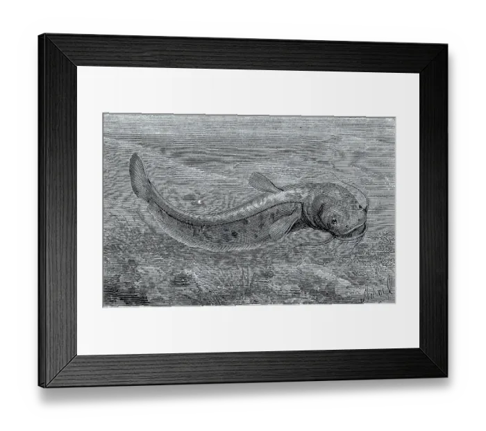 Framed Print : Wels catfish (Silurus glanis) or river catfish Framed Print : Wels catfish (Silurus glanis) or river catfish