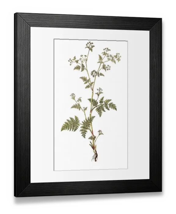 Framed Print : Spanish chervil, myrrh chervil Framed Print : Spanish chervil, myrrh chervil