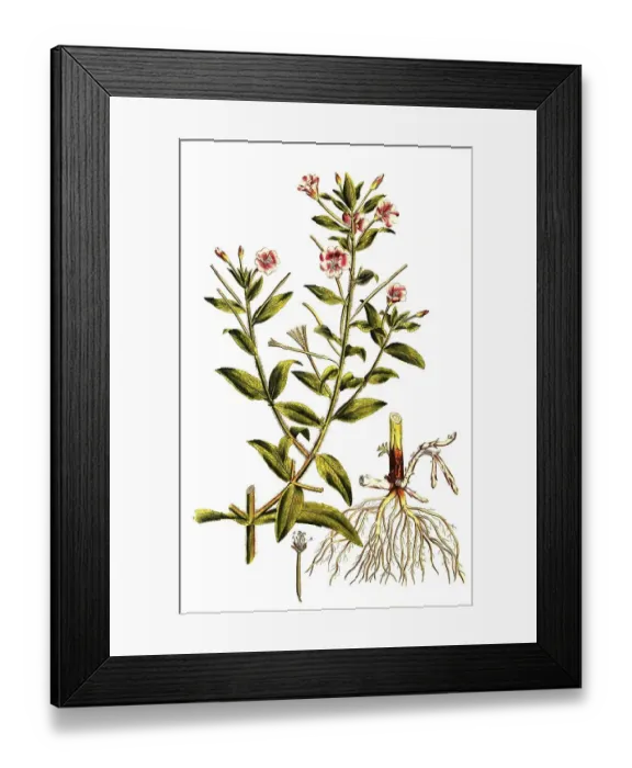 Framed Print : Shaggy willowherb (Epilobium) hirsutum Framed Print : Shaggy willowherb (Epilobium) hirsutum