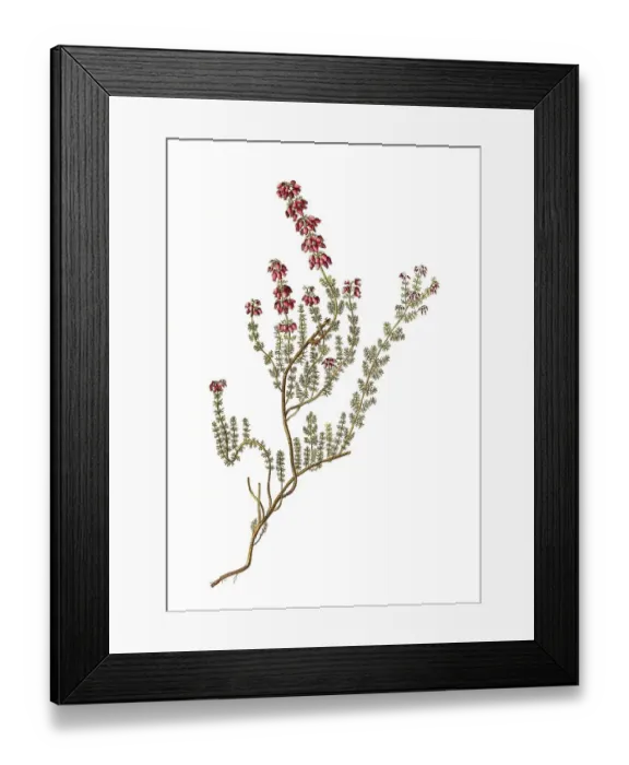 Framed Print : Grey heather, also bell heather (Erica cinerea)