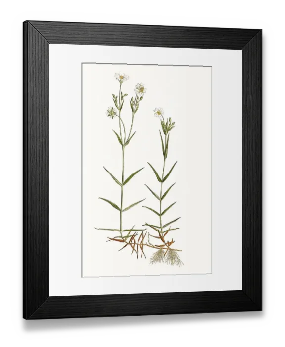 Framed Print : Rabelera holostea, known as greater stitchwort
