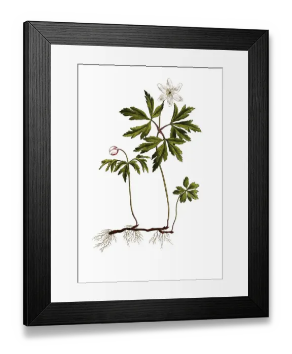 Framed Print : Buschwindroeschen (Anemone nemorosa) bzw