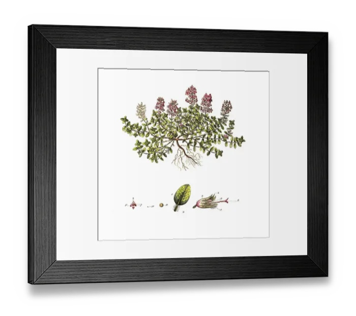 Framed Print : Sand thyme (Thymus serpyllum) or field thyme
