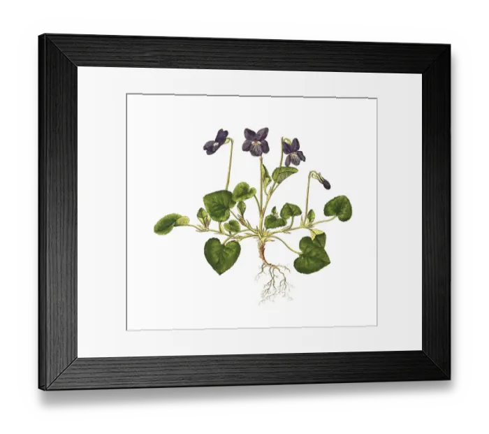 Framed Print : Heath dog-violet (Viola canina)