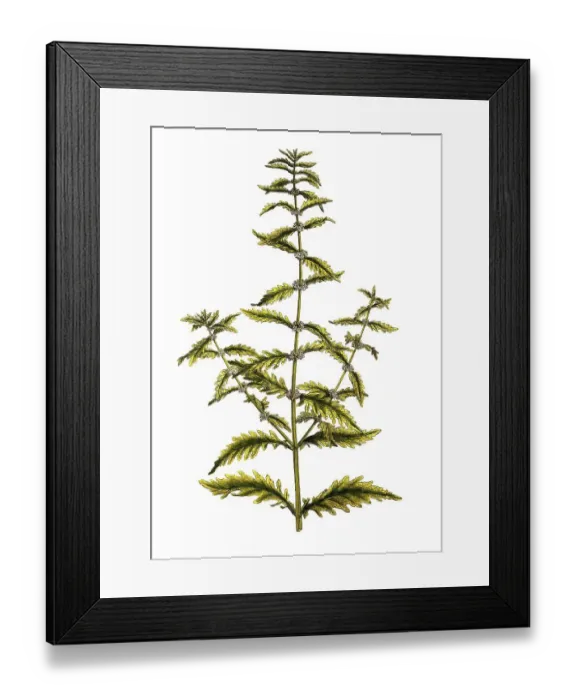 Framed Print : Ufer-Wolfstrapp, Lycopus europaeus