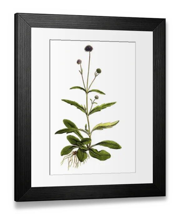 Framed Print : Gewoehnlichre Teufelsabbiss (Scabiosa) succisa