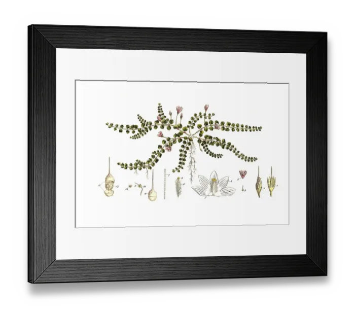 Framed Print : Delicate pimpernel, Anagallis tenella