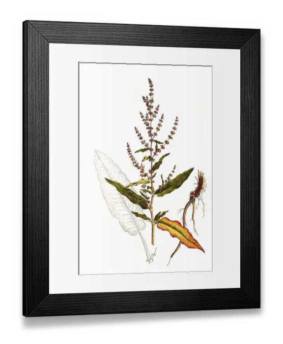 Framed Print : Meadow common sorrel (Rumex acetosa) Framed Print : Meadow common sorrel (Rumex acetosa)