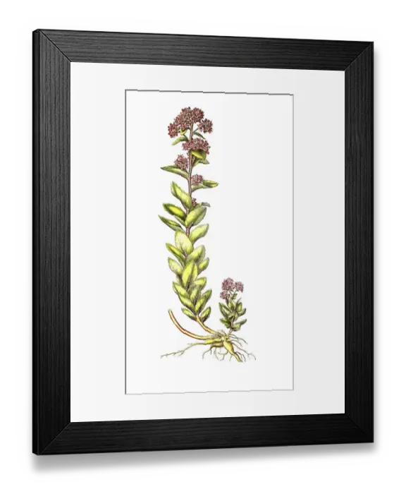 Framed Print : Grosse Fetthenne, Hylotelephium telephium (Sedum telephium)