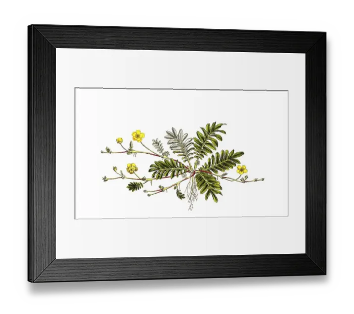 Framed Print : Gaensefingerkraut (Potentilla anserina) digital restaurierte Reproduktion einer Originalvorlage aus dem 19