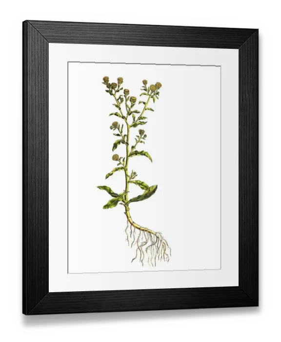 Framed Print : Lady's smock (Pulicaria vulgaris)