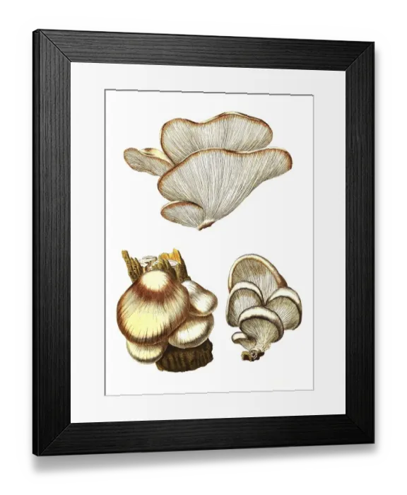 Framed Print : Oyster mushroom (Pleurotus ostreatus) or oyster mushroom