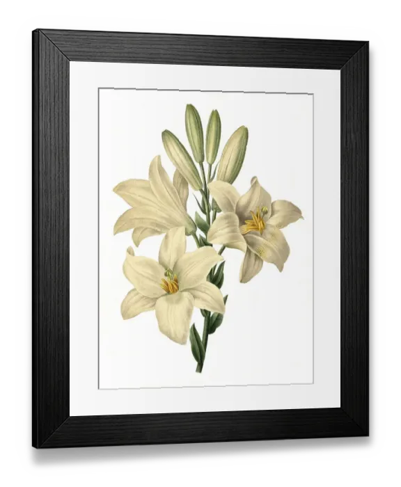 Framed Print : Madonna lily (Lilium candidum)