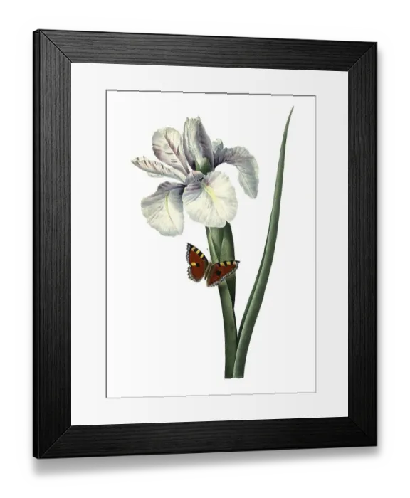 Framed Print : Spanish iris or Spanish iris, Iris xiphium