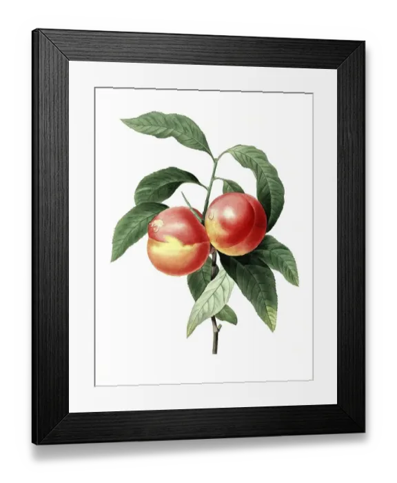 Framed Print : Peach, digital reproduction of an 18th century original