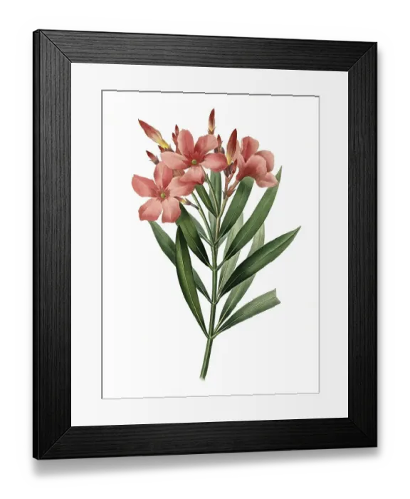 Framed Print : Oleander, Nerium oleander, rose laurel